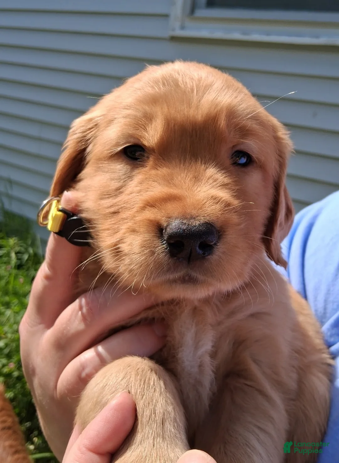 Golden Retriever dogs for sale: Golden Retriever 2 - Rocky  - Ad 1
