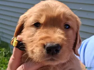 Golden Retriever dogs for sale: Golden Retriever 2 - Rocky - Ad 2