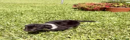 Mixed Breed dogs for sale: Saide  - Ad 8