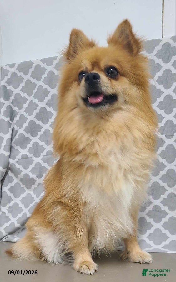 Pomeranian dogs Logan - Ad 2