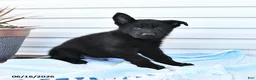 German Shepherd dogs for sale: Caspian - Ad 2