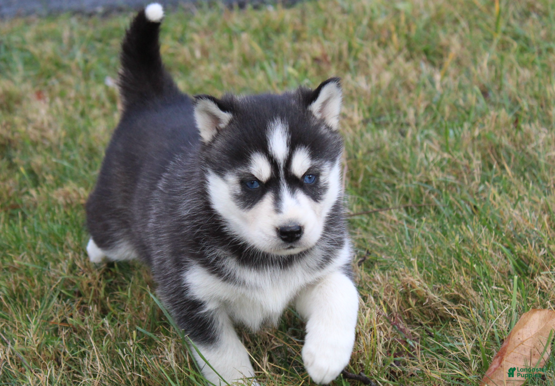 Siberian Husky dogs for sale: Mia - Ad 5
