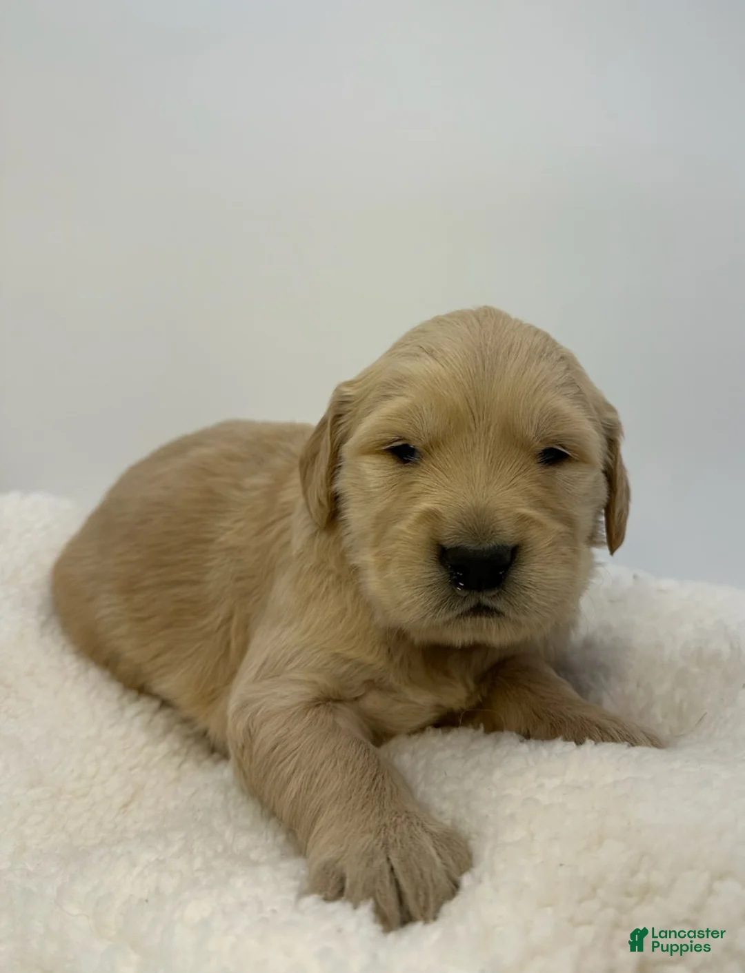 Golden Retriever dogs for sale: Boy 2 - Ad 3