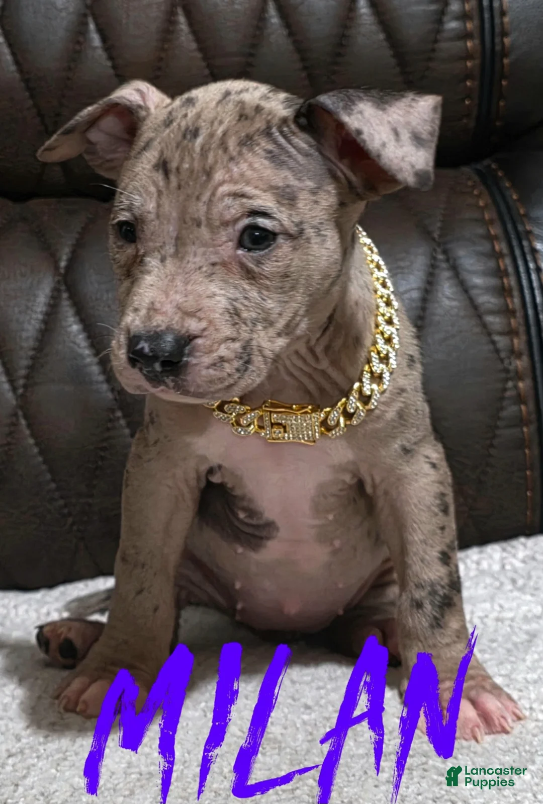 American Pit Bull Terrier dogs for sale: Milan - Ad 1