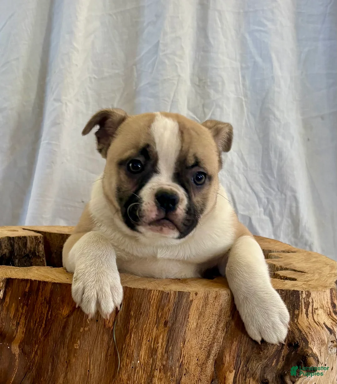 American Bulldog dogs for sale: American Bulldog Puppy 5 - Ad 1