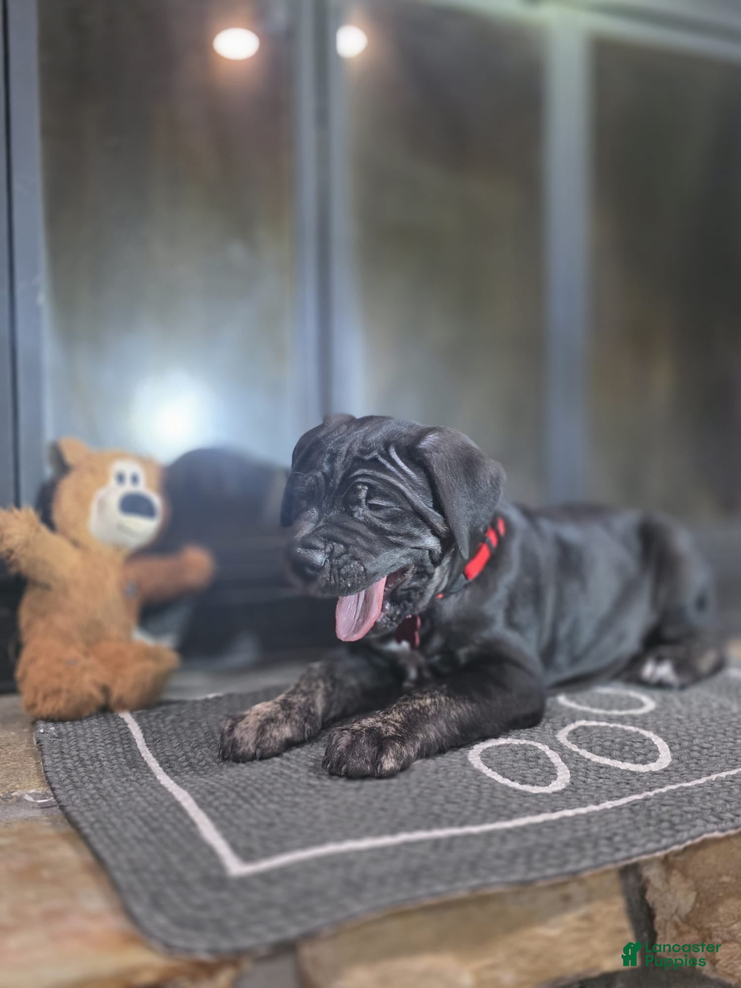 Cane Corso dogs Raven - Ad 2