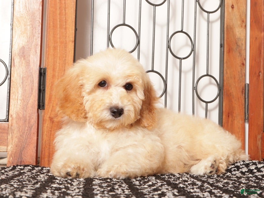 Bichpoo dogs April  - Ad 1