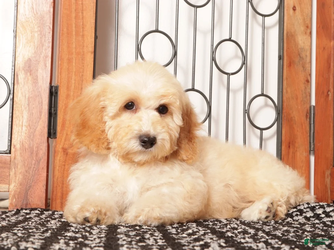 Bichpoo dogs for sale: April  - Ad 1