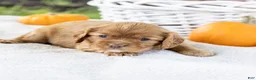Cavalier King Charles Spaniel dogs for sale: Cinnamon - Ad 7