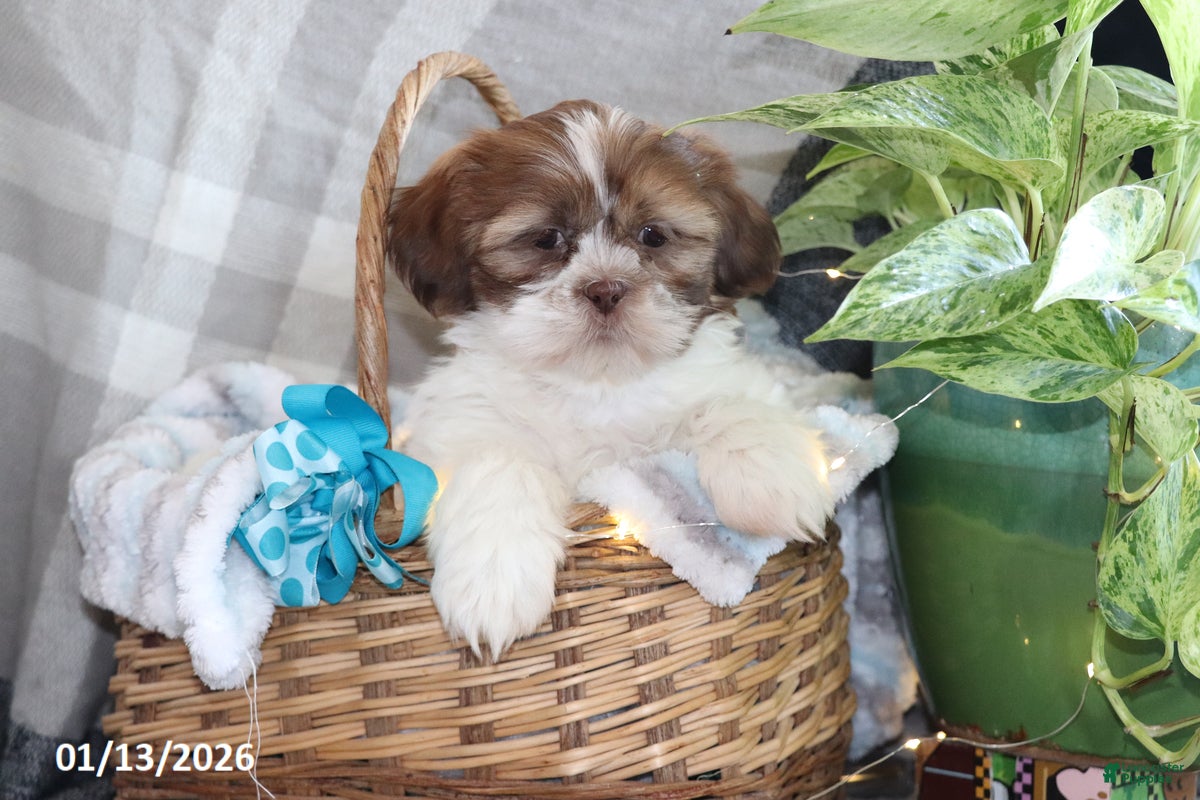 Shih Tzu dogs Shem - Ad 32