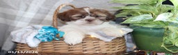 Shih Tzu dogs for sale: Shem - Ad 1