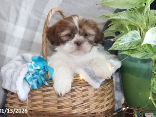 Shih Tzu dogs Shem - Ad 34