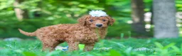 Goldendoodle dogs for sale: Italee - Ad 3