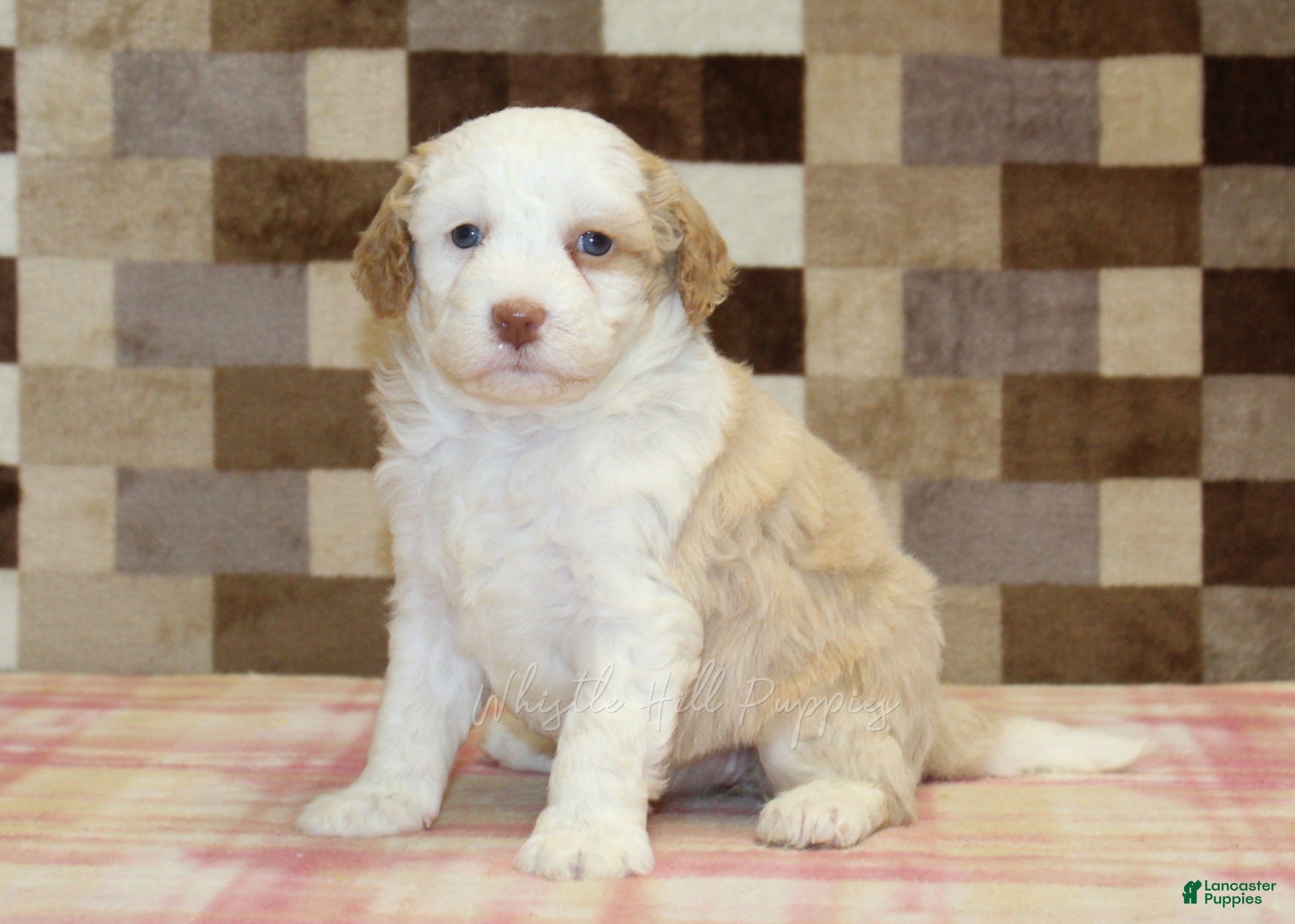 Mini Bernedoodle dogs Hanna - Ad 1