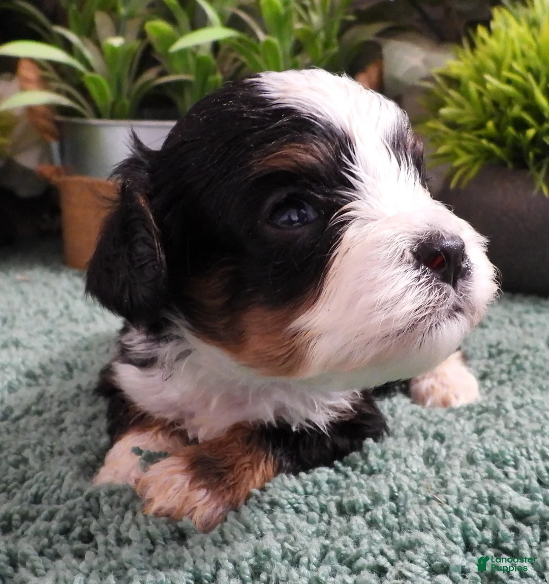 Cavapoo dogs for sale: Cavapoo Female of Sally's - Ad 3