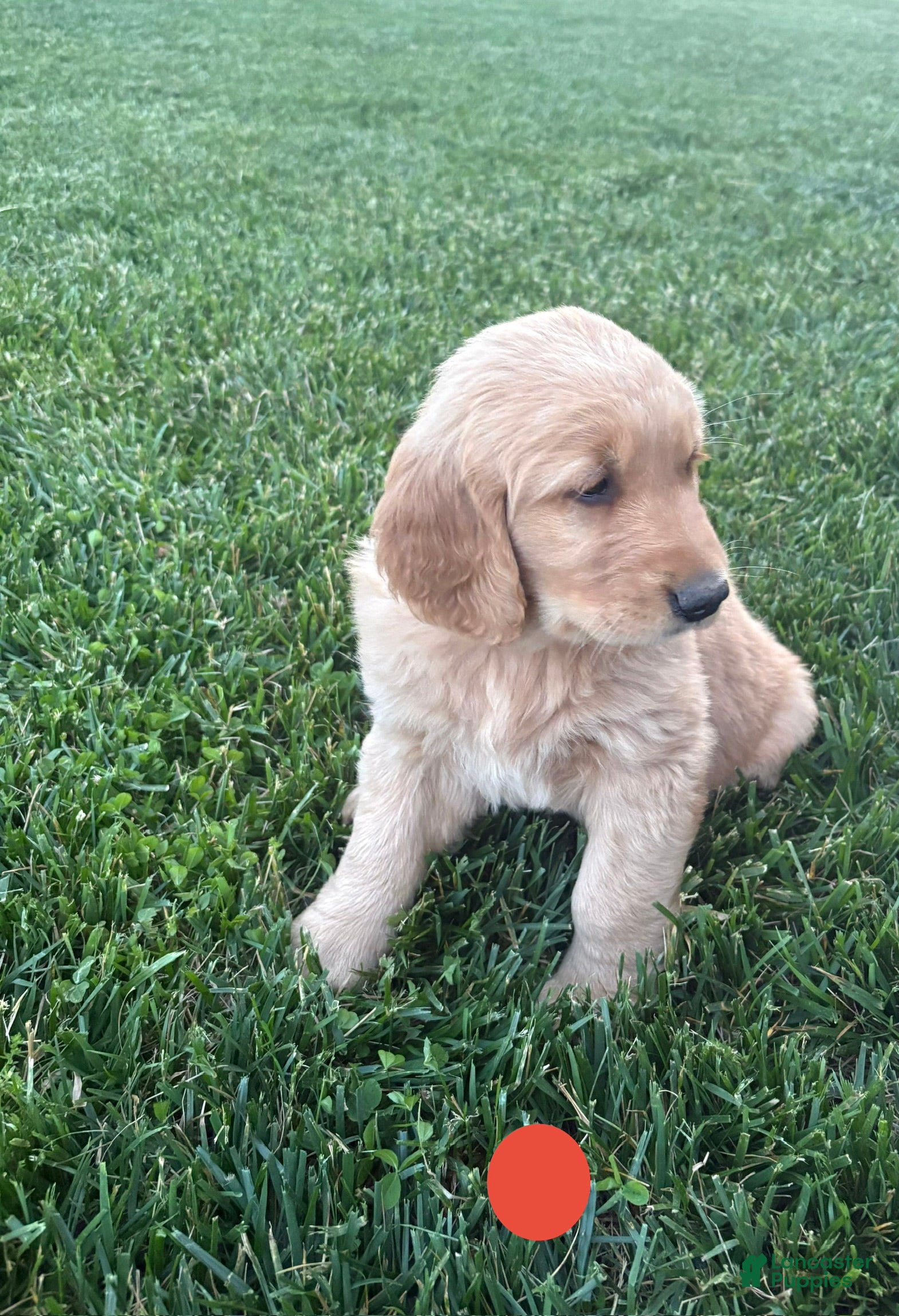 Golden Retriever dogs for sale: Scooter - Ad 5