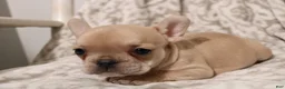 French Bulldog dogs for sale: Lily - Ad 5
