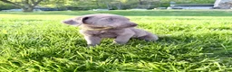 Labrador Retriever dogs for sale: Summer  - Ad 2