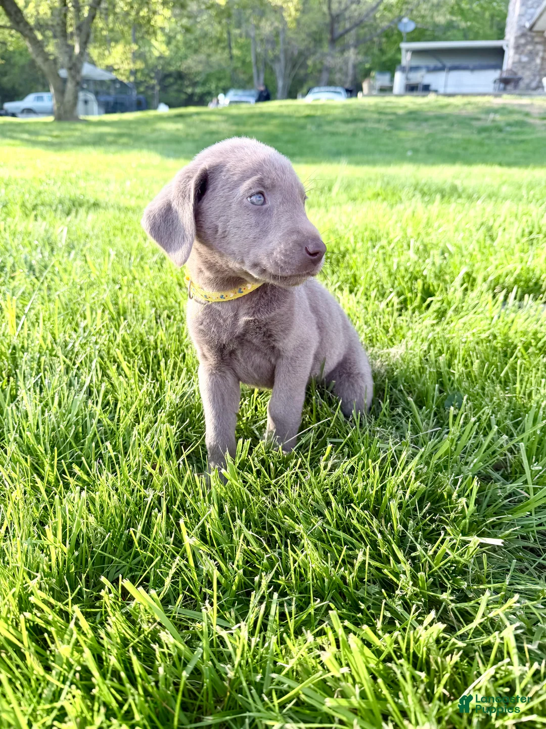 Labrador Retriever dogs for sale: Summer  - Ad 2