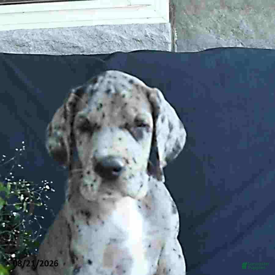 Great Dane dogs Dallas - Ad 2