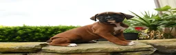 Boxer dogs for sale: Tiara - Ad 4