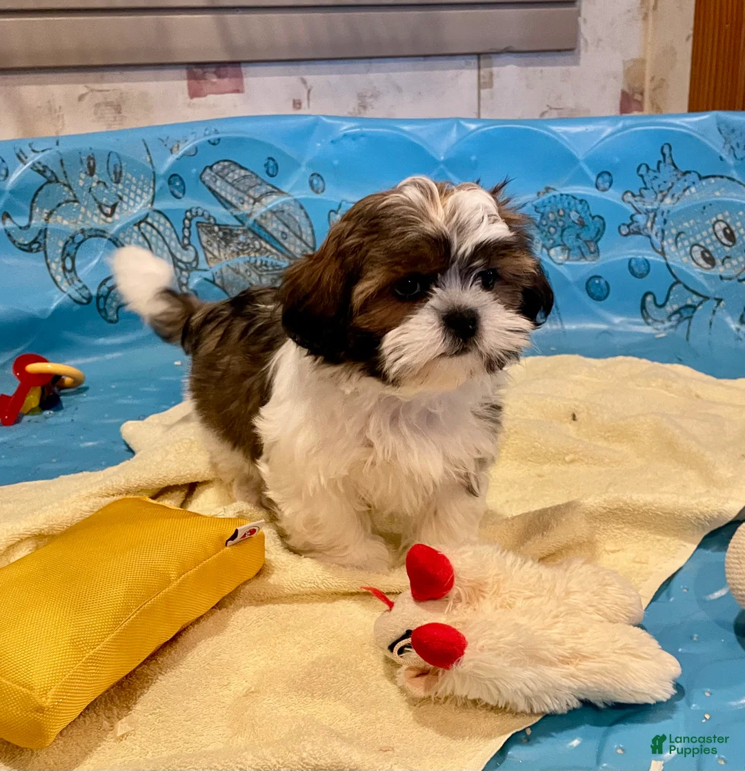 Shih Tzu dogs for sale: Merv - Ad 5