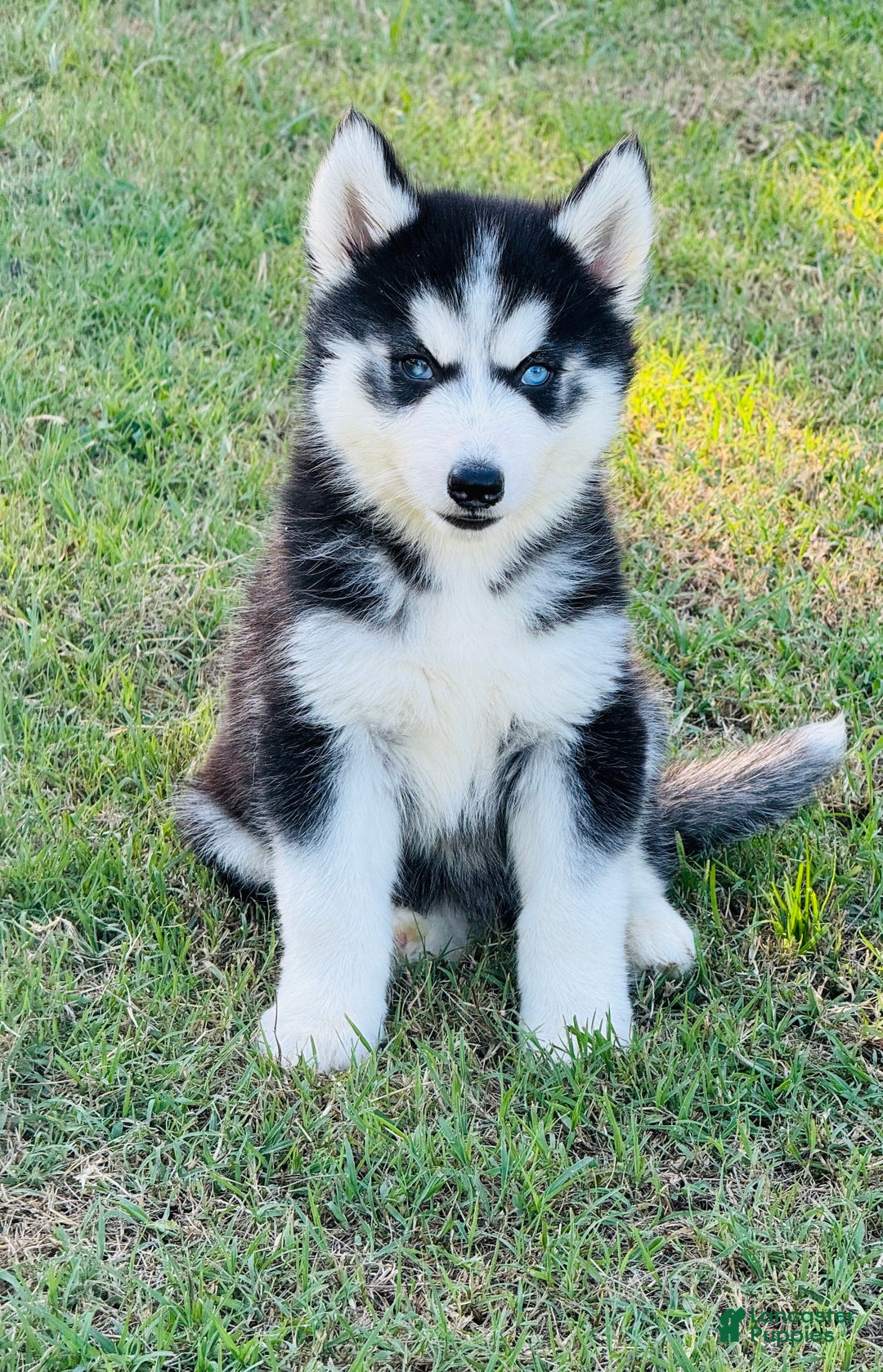 Siberian Husky dogs for sale: Siberian Husky Puppy 2 - Ad 13