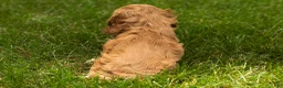 Cocker Spaniel dogs for sale: Gertie  - Ad 6