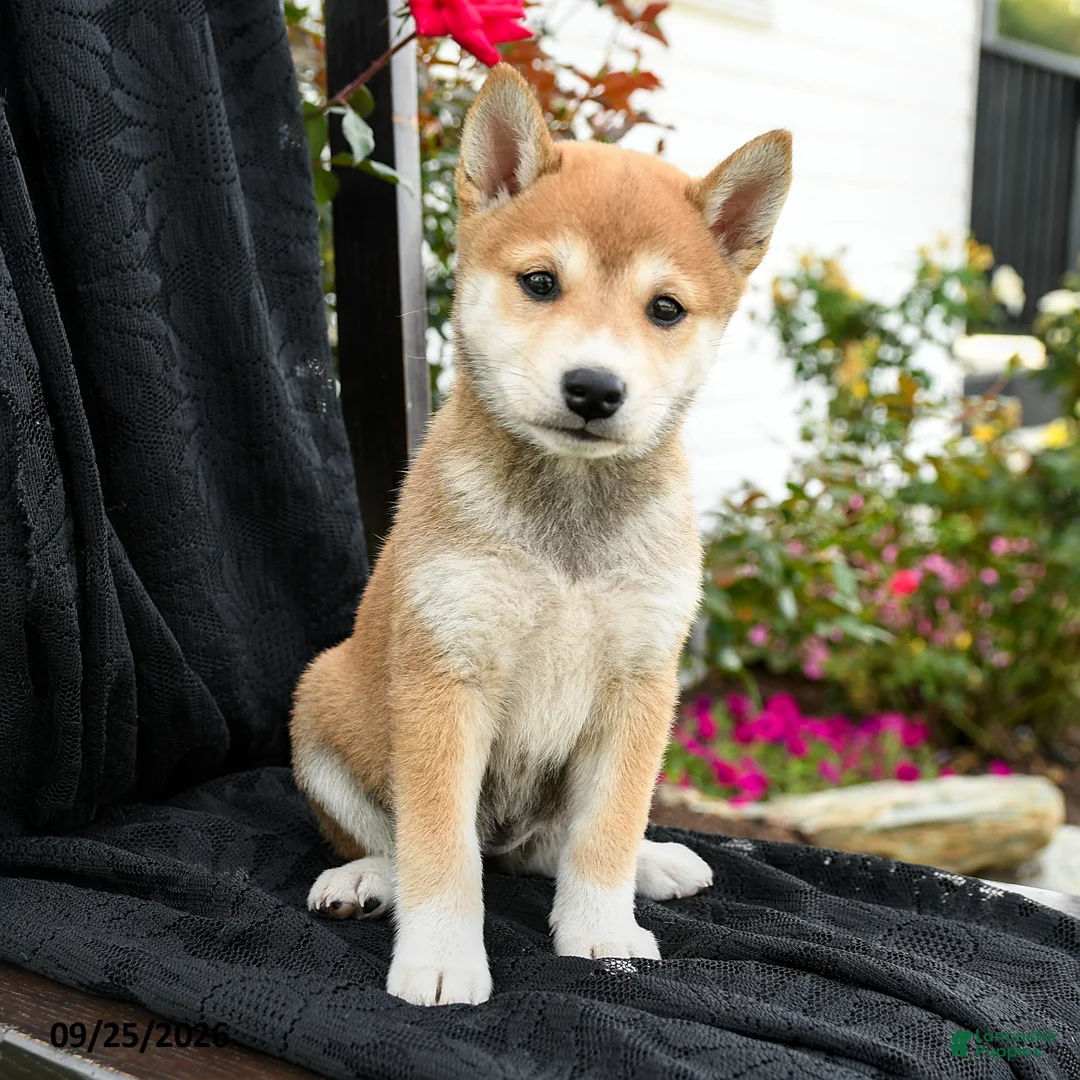 Shiba Inu dogs for sale: Sakura - Ad 3