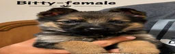 German Shepherd dogs for sale: Bitty - Ad 1