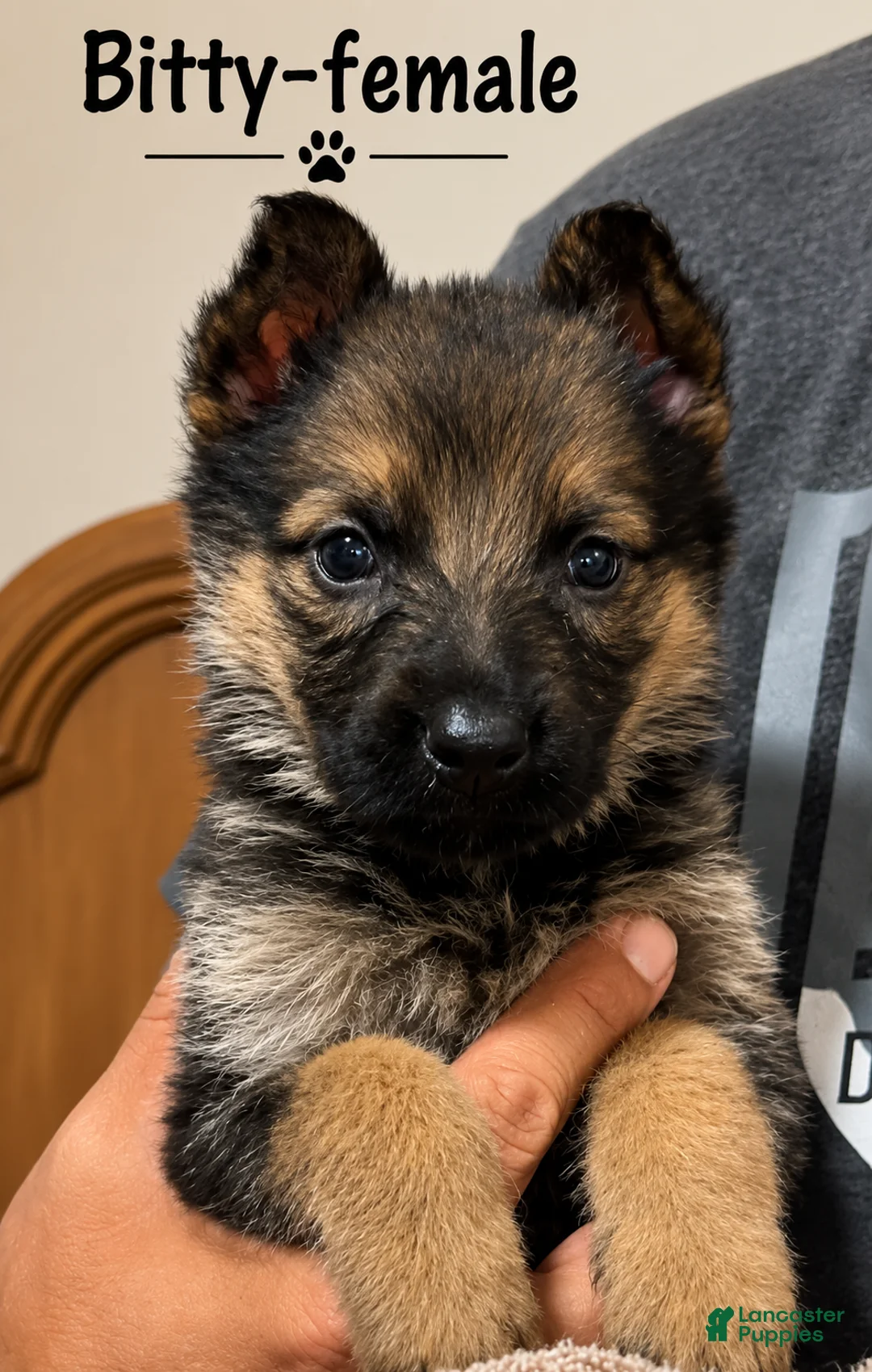 German Shepherd dogs for sale: Bitty - Ad 1
