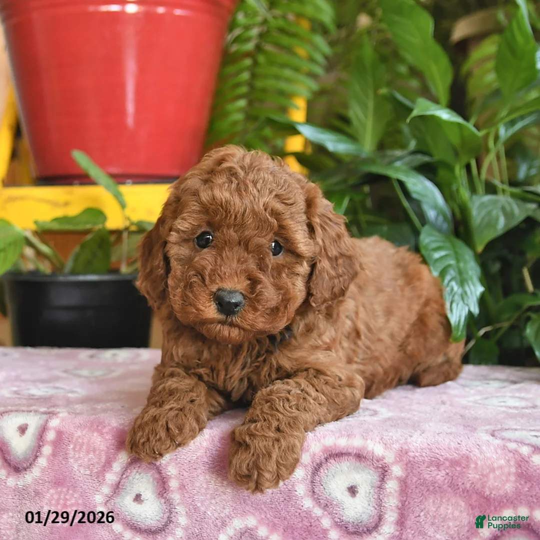 Mini Goldendoodle dogs for sale: Faye - Ad 3