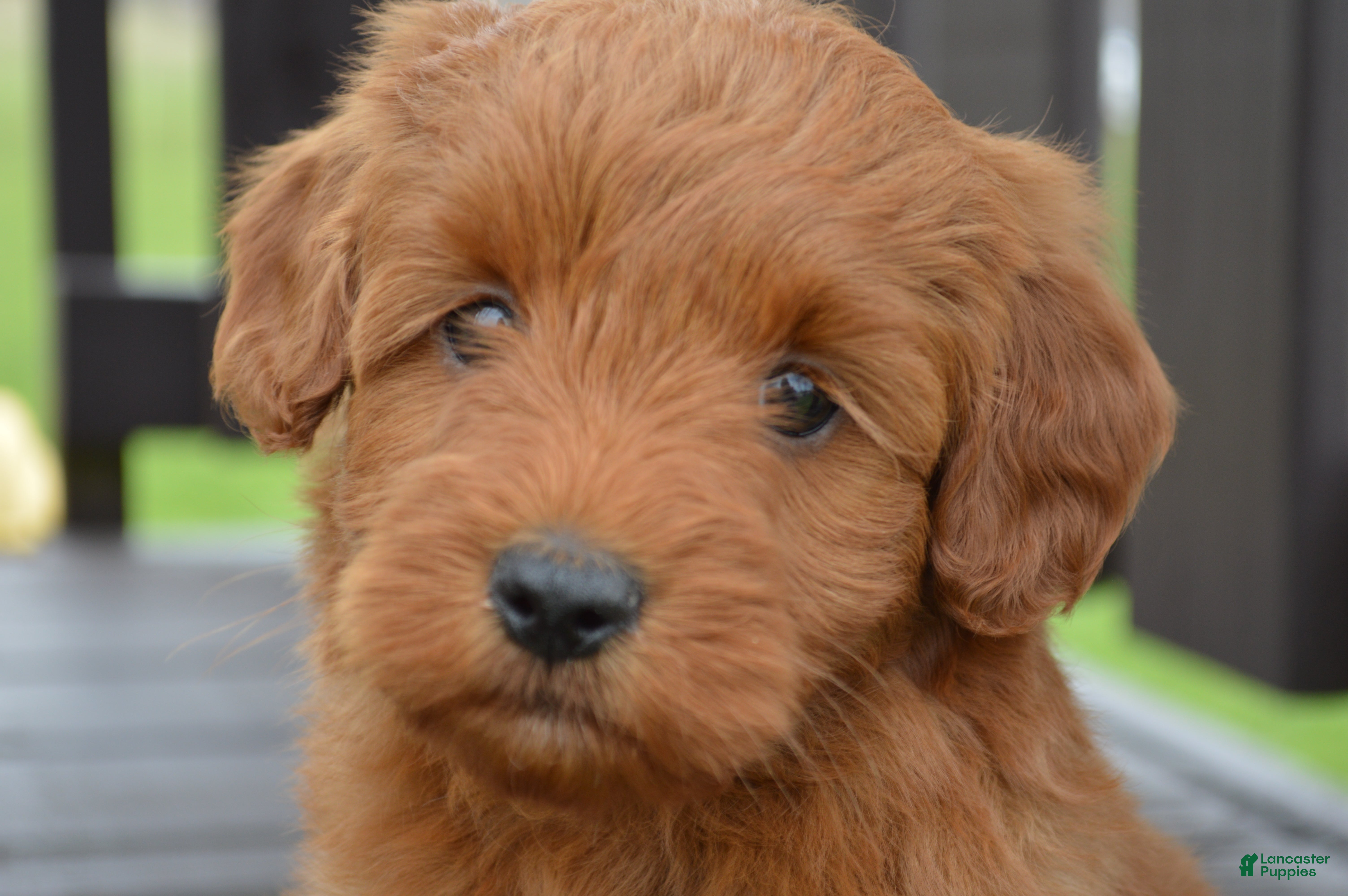 Mini Goldendoodle dogs Kobe - Ad 1