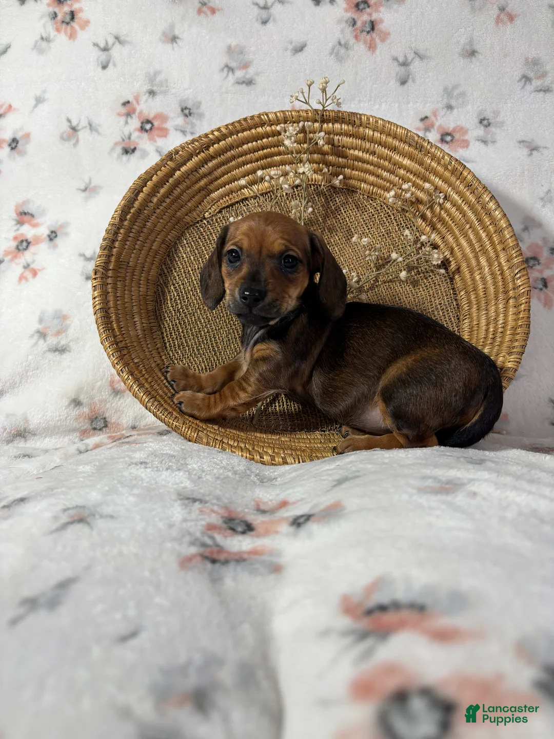 Miniature Dachshund dogs for sale: Miniature Dachshund Puppy 3 - Ad 21