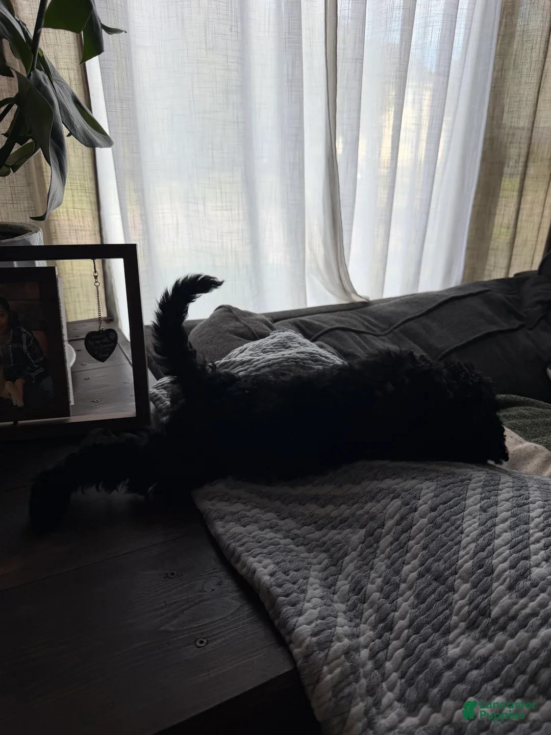 Labradoodle dogs for sale: Masego - Ad 2