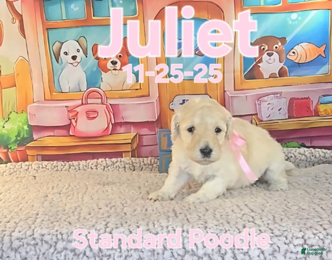 Standard Poodle dogs for sale: Juliet - Ad 3
