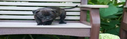 Staffordshire Bull Terrier dogs for sale: Moose 🐶 - Ad 10