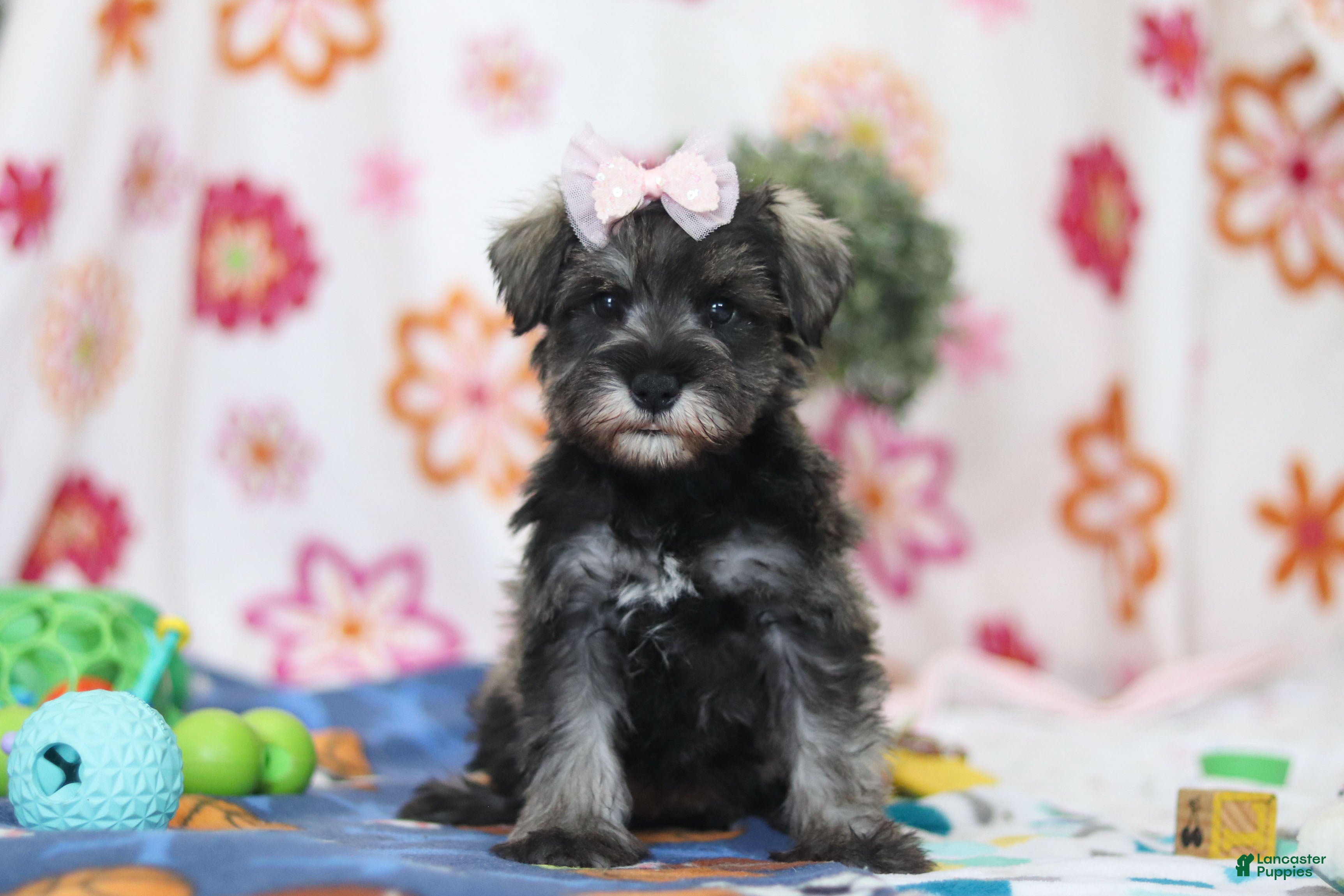 Miniature Schnauzer dogs Quincy - Ad 1