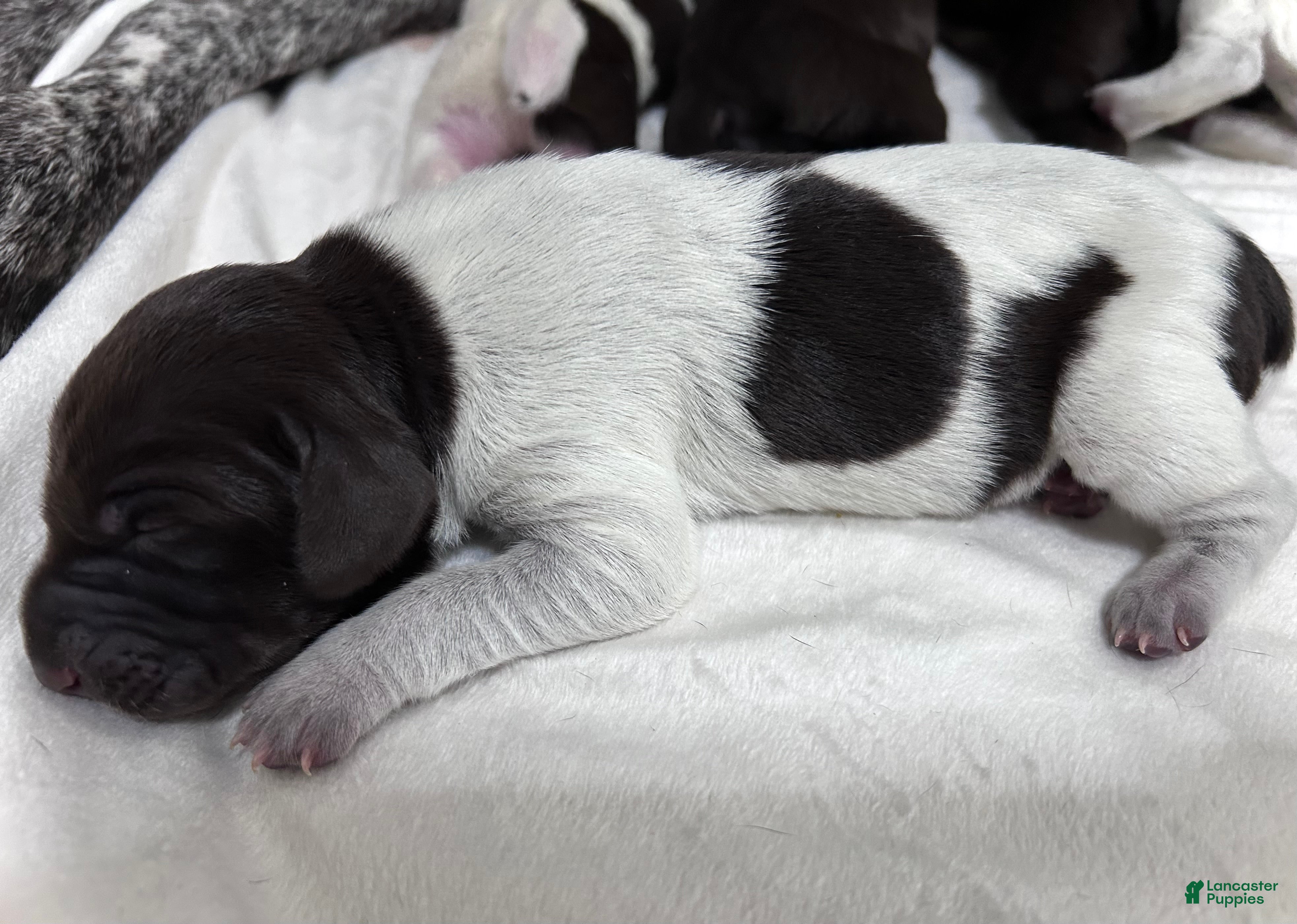 German Shorthaired Pointer dogs Mercy - Ad 23