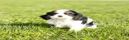 Cavalier King Charles Spaniel dogs for sale: Dolly - Ad 7