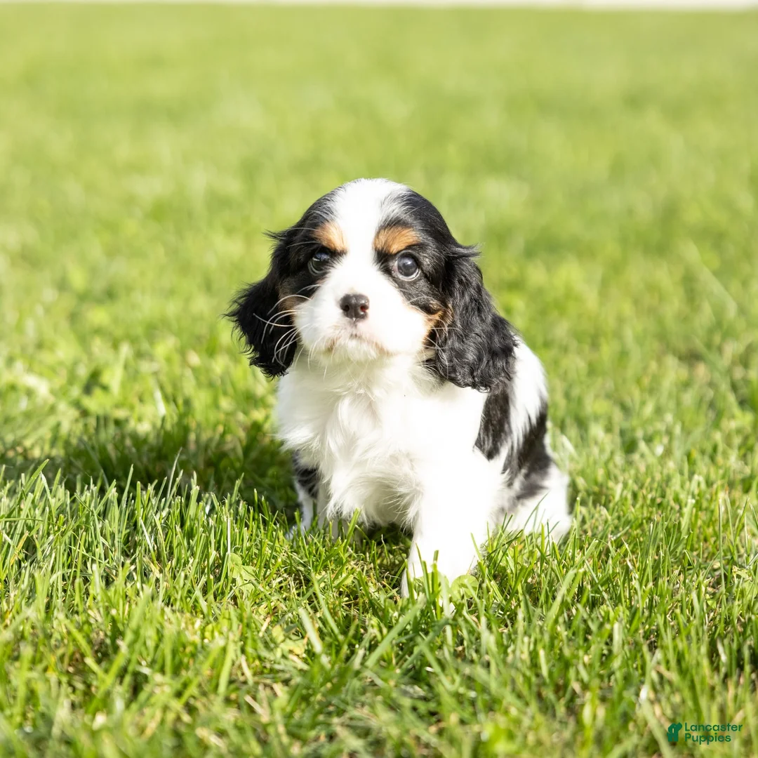 Cavalier King Charles Spaniel dogs for sale: Dolly - Ad 7