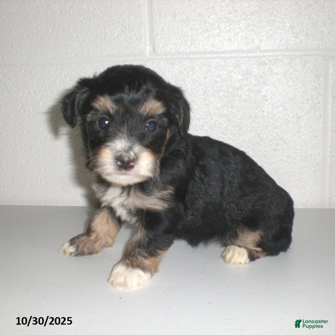 Yorkiepoo dogs for sale: Tina - Ad 12