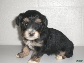 Yorkiepoo dogs - Ad 18