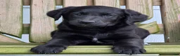Labradoodle dogs for sale: Smudge - Ad 6