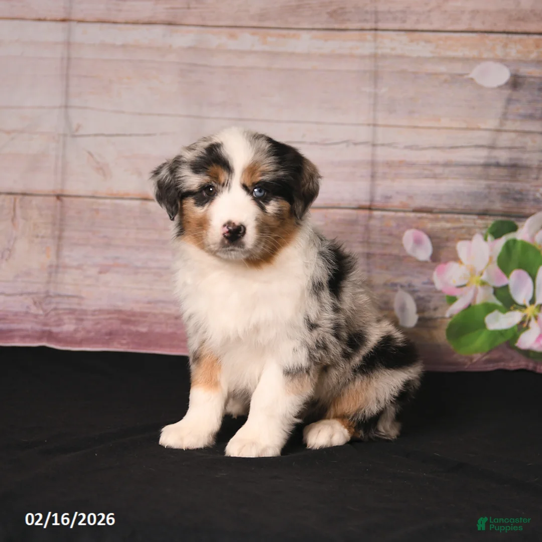Miniature Australian Shepherd dogs for sale: Tulip - Ad 1