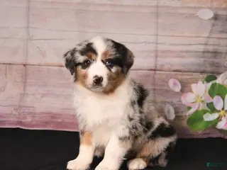 Miniature Australian Shepherd dogs for sale: Tulip - Ad 2