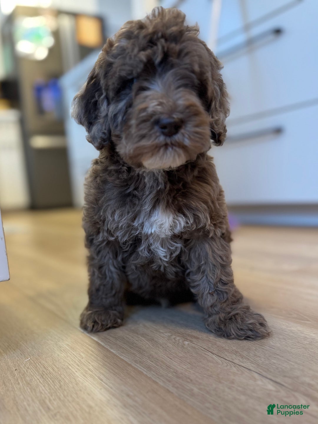 Mini Goldendoodle dogs for sale: Milo - Ad 7