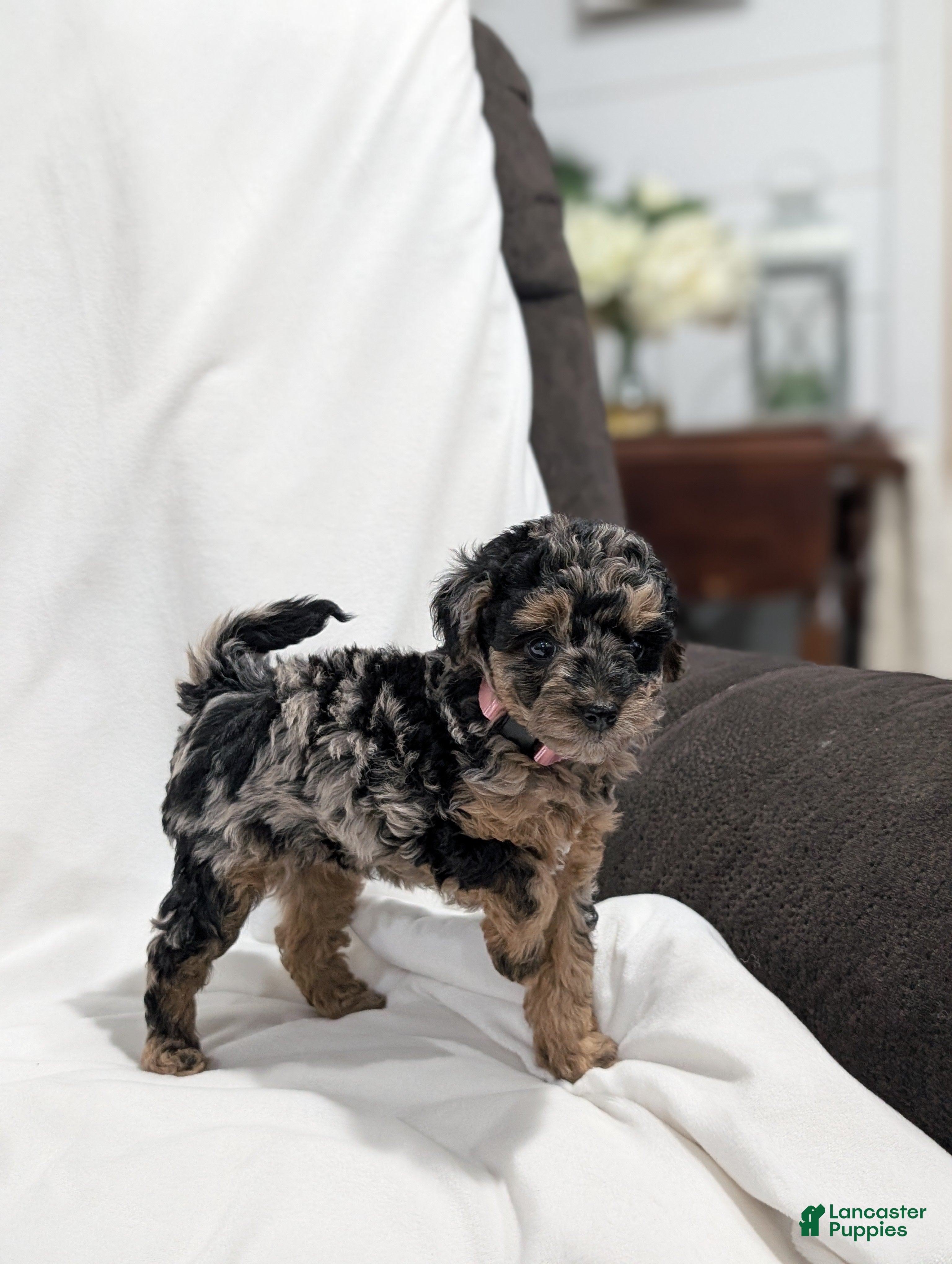 Mini Goldendoodle dogs Isabella  - Ad 1