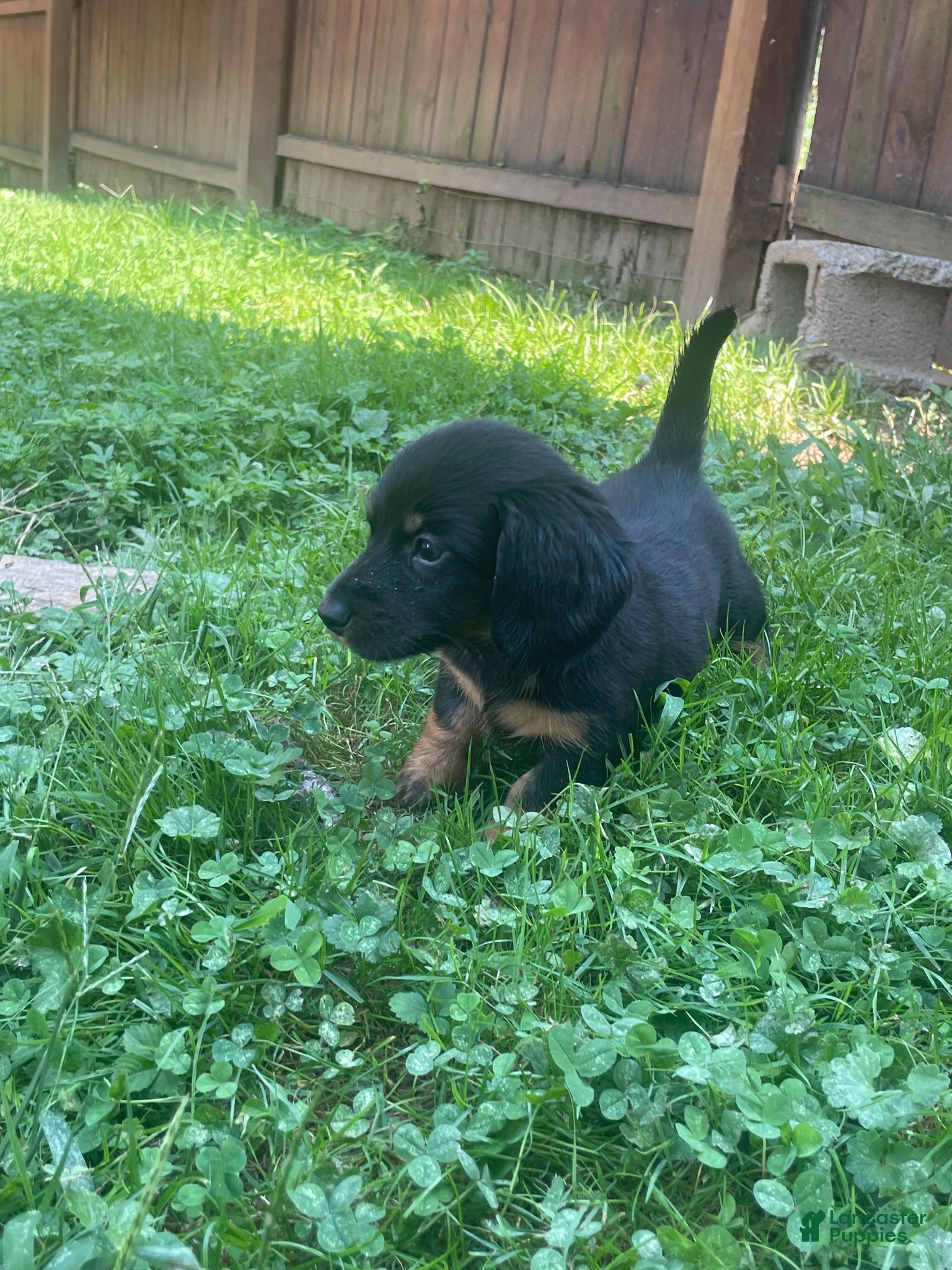 Miniature Dachshund dogs Kent  - Ad 1