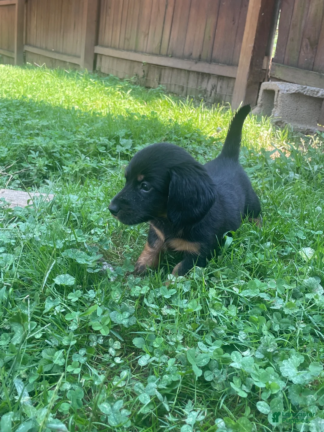 Miniature Dachshund dogs for sale: Kent  - Ad 1